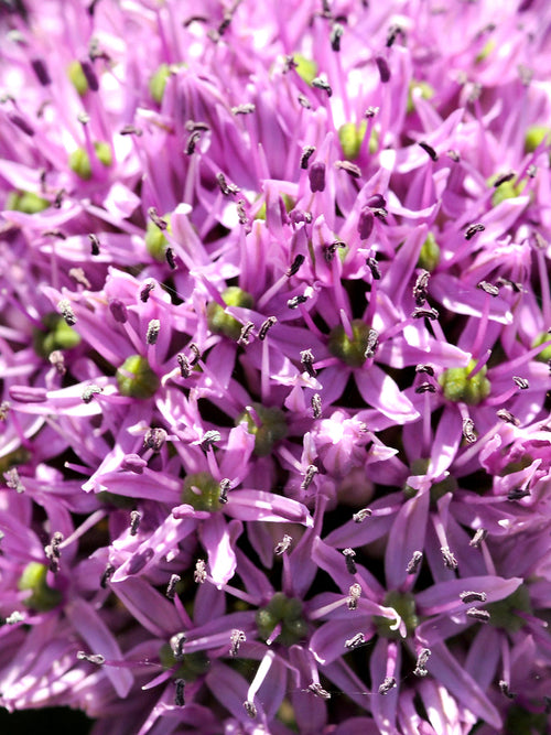 Allium Gladiator Bulbs for Autumn planting