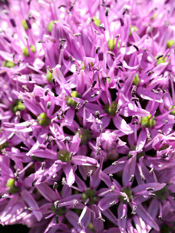 Allium Gladiator Bulbs for Autumn planting