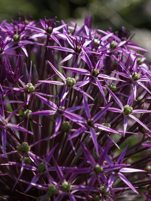 Close-up of the deep purple flower head of Allium ‘Gladiator Sensation’