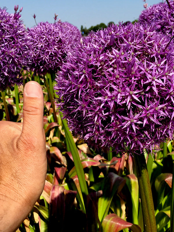 Allium Globemaster flower bulbs - Giant Purple Flowers - DutchGrown™