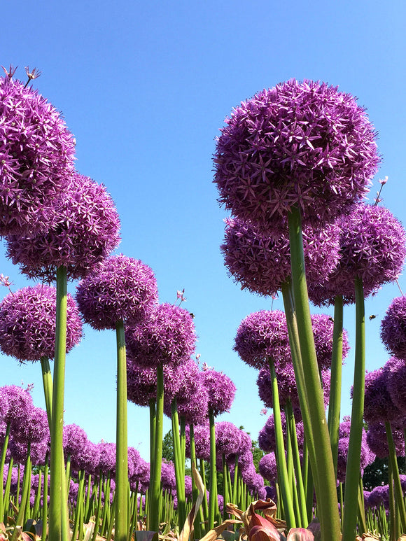 Allium Globemaster - Giant Purple Flowers - DutchGrown™