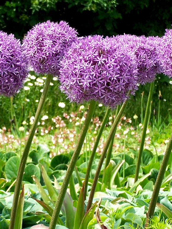 Allium Globemaster - Giant Purple Flowers - DutchGrown™