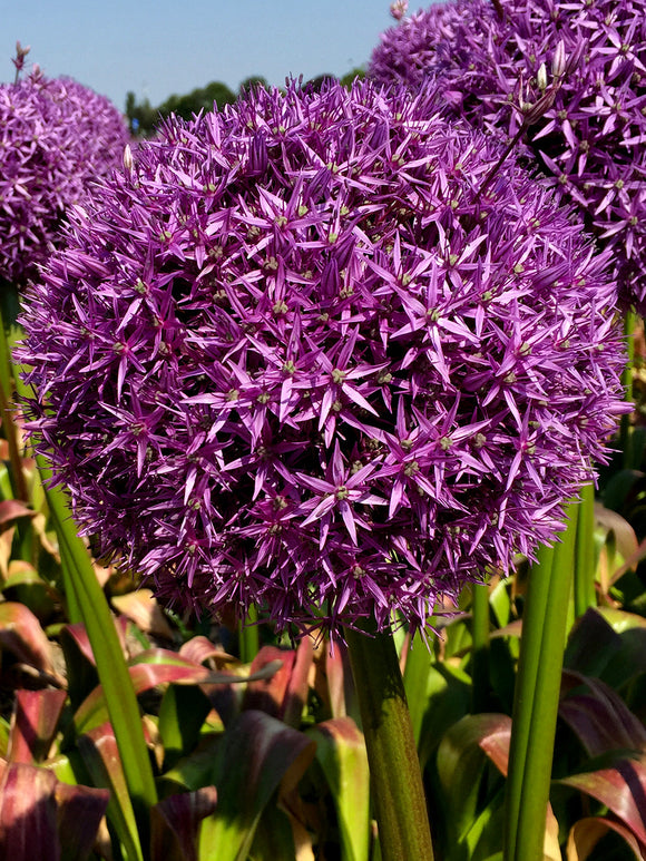 Allium Globemaster - Giant Purple Flowers - DutchGrown™