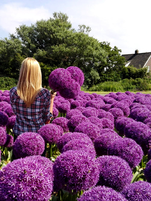 Allium Globemaster bulbs - Giant Purple Flowers - DutchGrown™