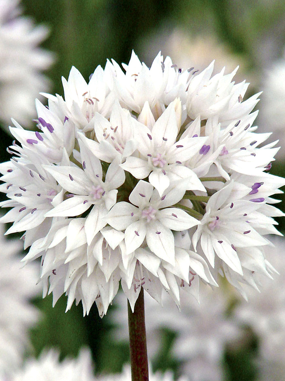 Allium Graceful Beauty
