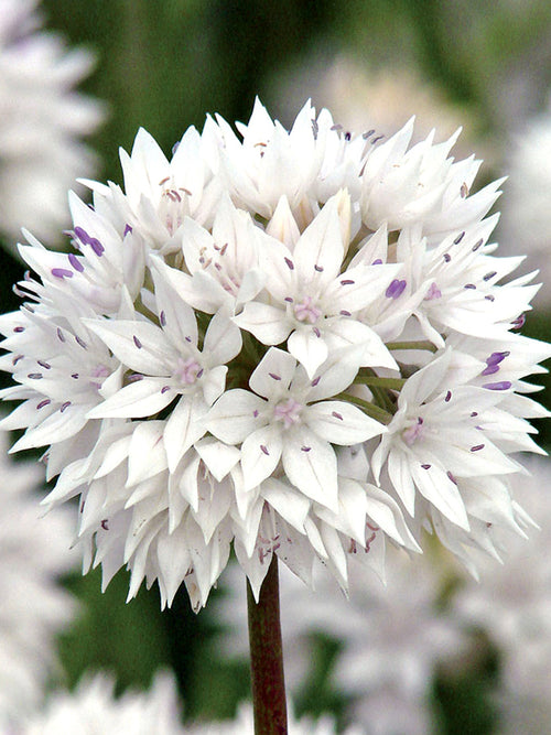 Allium Graceful Beauty - White and Pink Ornamental Onion