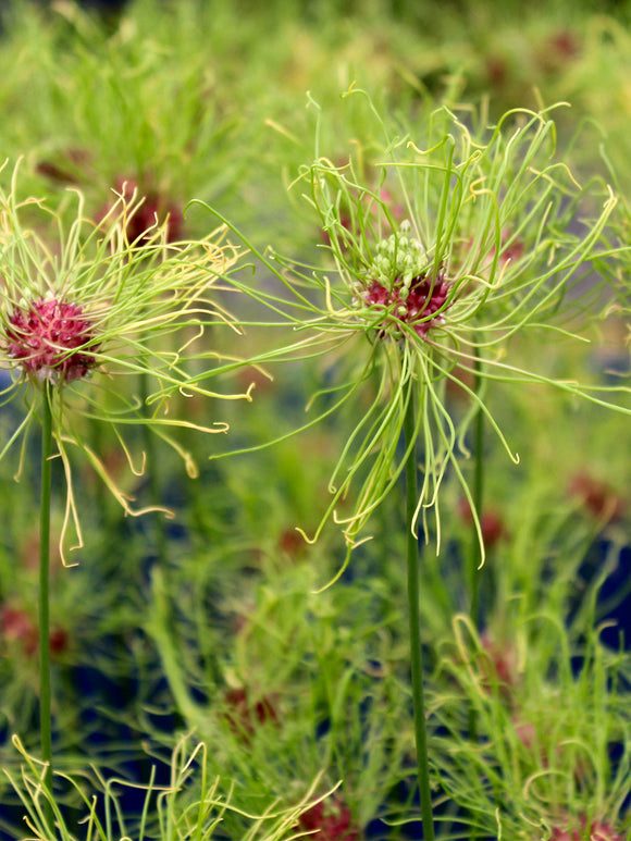 Allium Hair Bulbs - Weird Exclusive looking ornamental onion