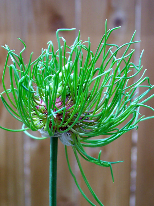Allium Hair Bulbs - Weird Exclusive looking ornamental onion
