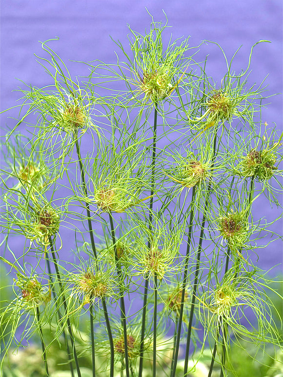 Allium Hair