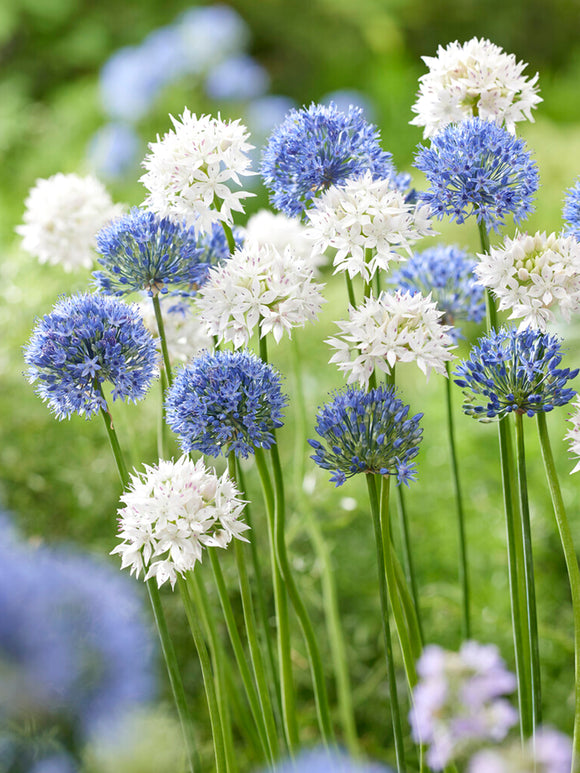 Allium Ice and Sky Collection Blue and white flowers