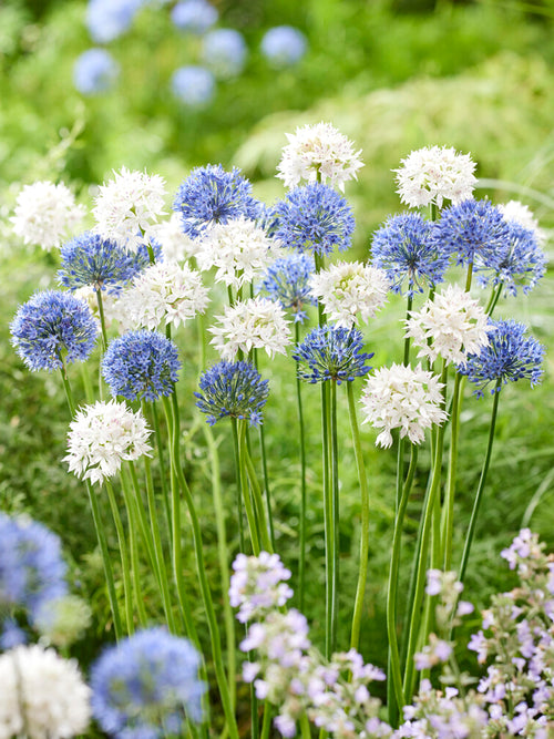 Allium Ice and Sky Collection Blue and white flowers