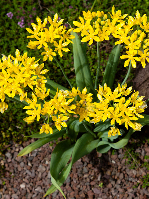 Allium Moly - Yellow Allium flower bulbs - Autumn Planted Flower Bulbs