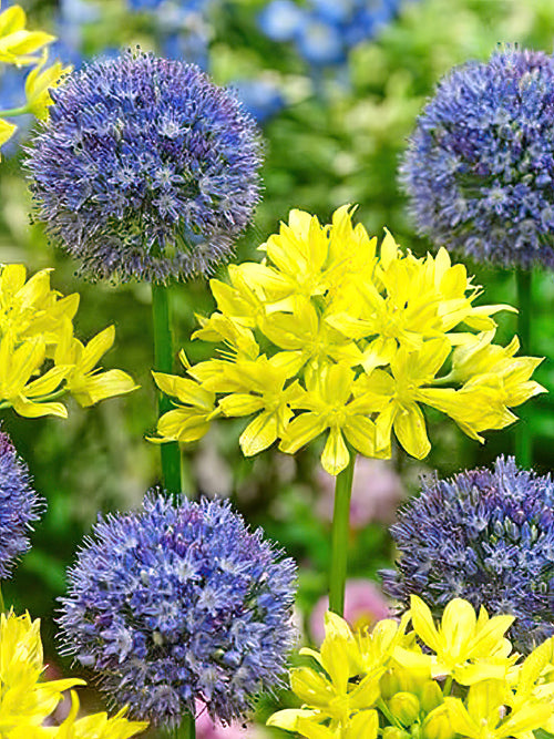 Allium Moly and Allium Azureum - Blue and Yellow Allium Bulb Mixture