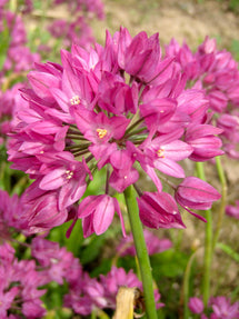 Allium Ostrowskianum