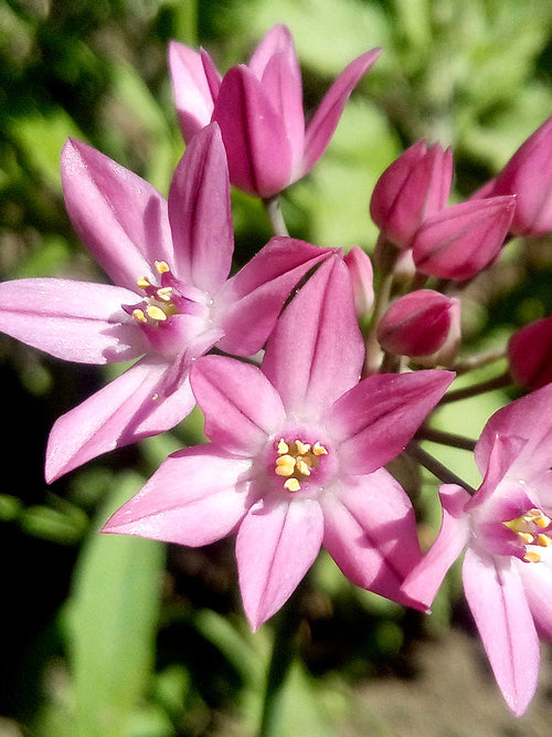 Allium Ostrowskianum flower bulbs- Pink, Purple Allium Bulbs