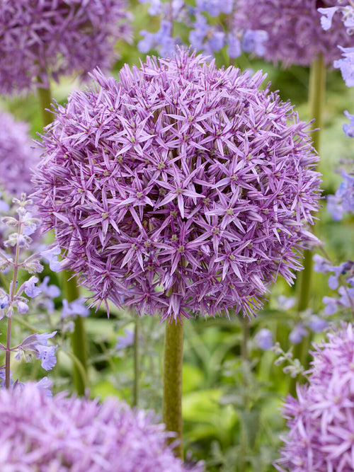 Allium ‘Pinball Wizard’