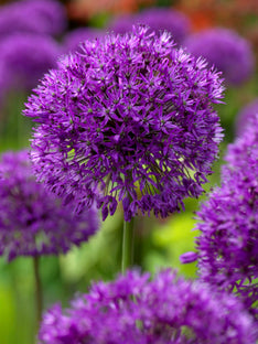 Allium Purple Sensation