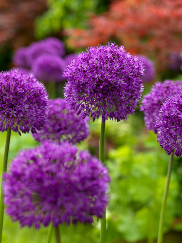 Allium Flower Bulbs Purple Sensation