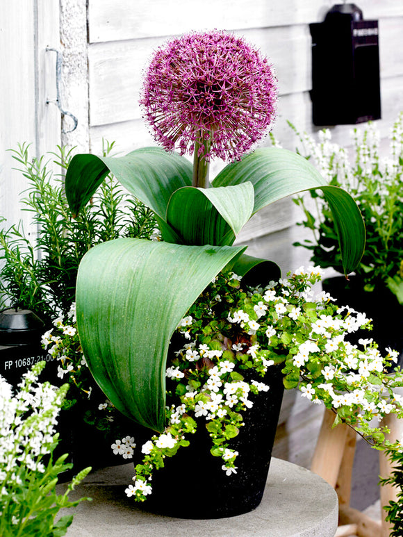 Allium Red Giant flower bulbs