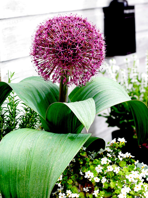 Allium Red Giant Flower Bulbs - UK Shipping