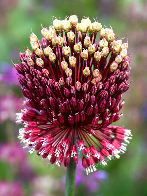 Allium Red Mohican Bulbs
