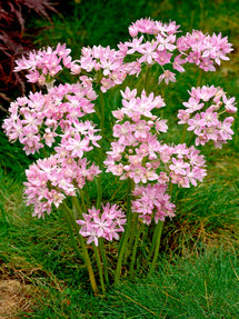 Allium Roseum