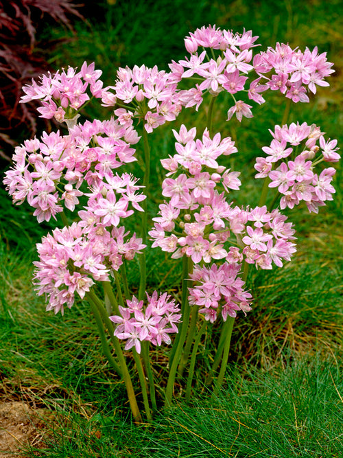Allium Roseum Bulbs - Pink Allium Flowers