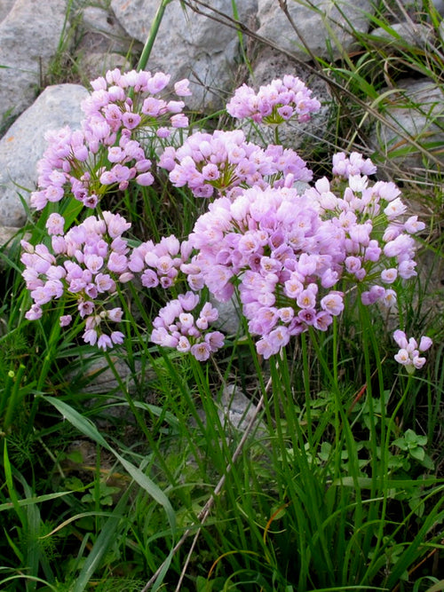 Allium Roseum - Pink Ornamental Onion for Autumn Planting and Spring Blooming
