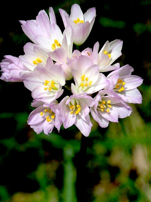 Allium Roseum - Pink Ornamental Onion for Autumn Planting and Spring Blooming