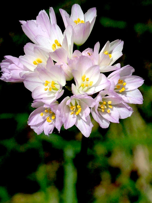 Allium Roseum - Pink Ornamental Onion for Autumn Planting and Spring Blooming