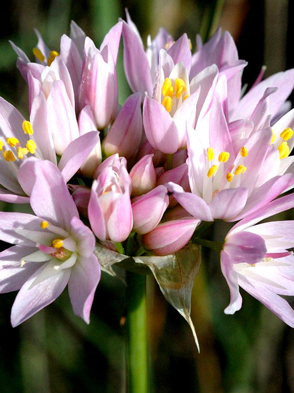 Allium Roseum - Pink Ornamental Onion for Autumn Planting and Spring Blooming