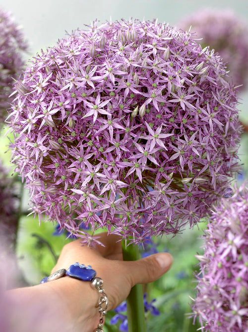 Allium ‘Round and Purple’ with purple globe flowers in late spring garden