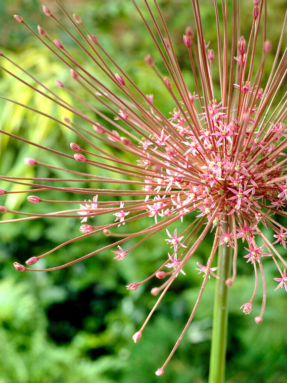 Allium Schubertii - Spider Flower - Pink