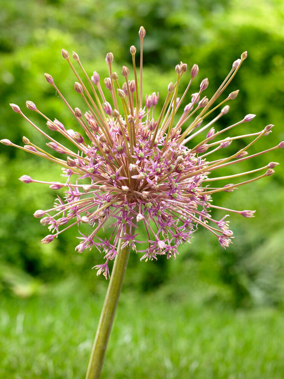 Allium Schubertii - Spider Flower - Pink