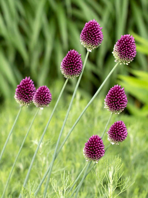 Drumsticks Alliums - Purple and Green Sphaerocephalon