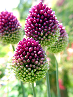 Allium Sphaerocephalon (Drumsticks)