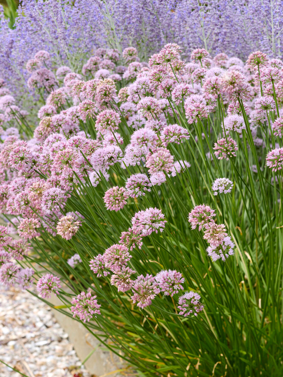 Spring Beauty Bulbs Allium Summer Beauty Bulbs — Buy online at DutchGrown™ UK