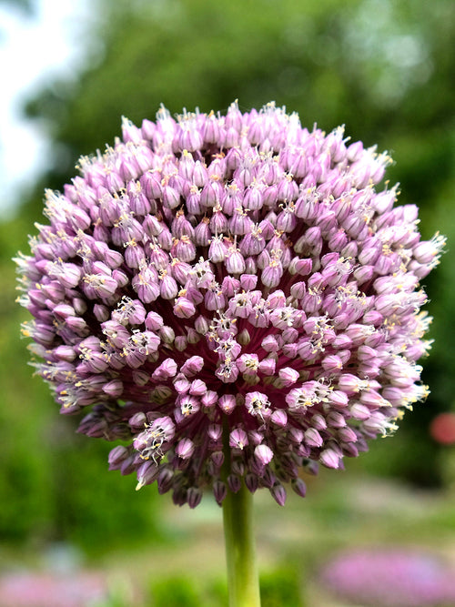 Allium Summer Drummer - Purple and White very tall blooming allium