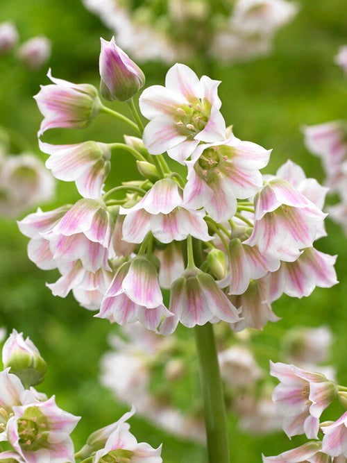 Allium Tripedale (Nectaroscordum)