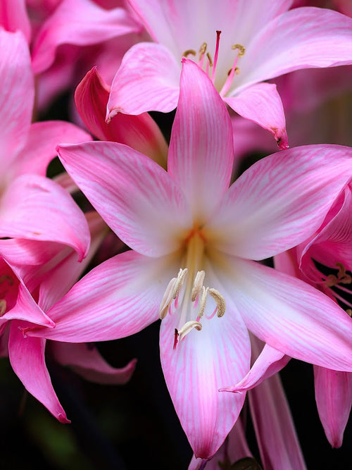 August Lily, Belladonna Lily, Jersey Lily, March Lily, Naked Lady, Resurrection Lily