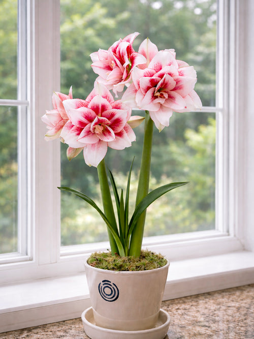Double white Amaryllis Elvas in a pot