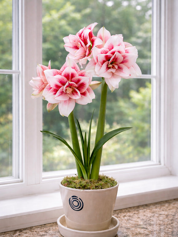 Double white Amaryllis Elvas in a pot