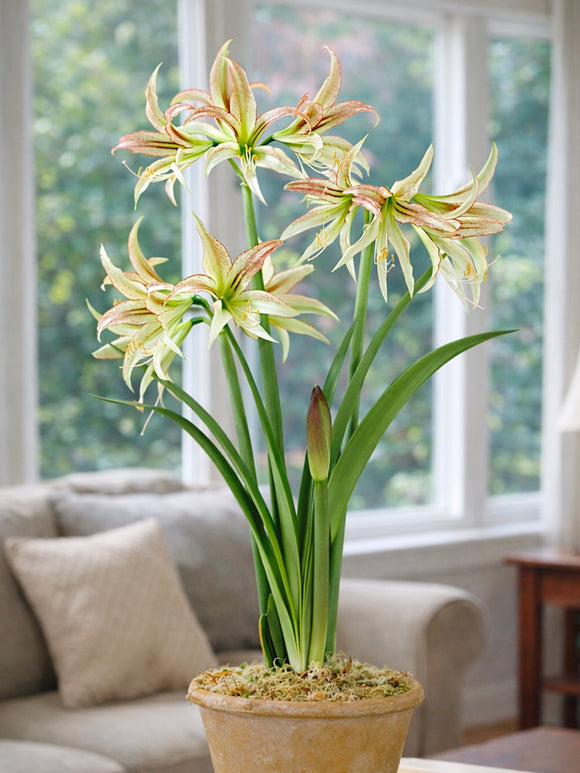 Jumbo Amaryllis Emerald with greenish-white spider flowers