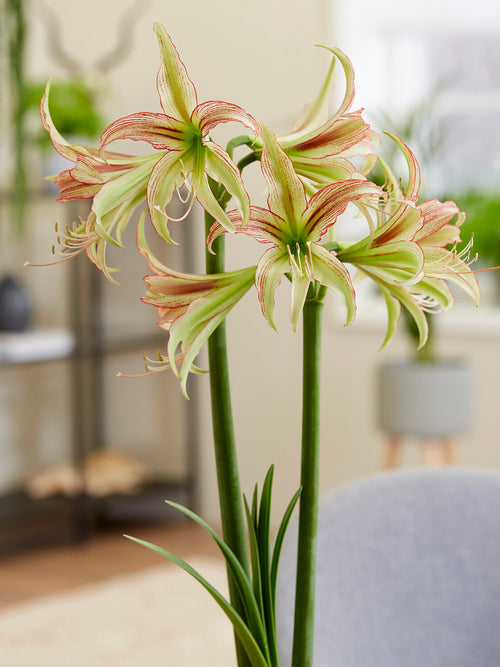 Spider-type Amaryllis Emerald with slender petals