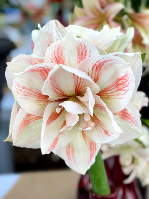 Jumbo Double Amaryllis Nymph