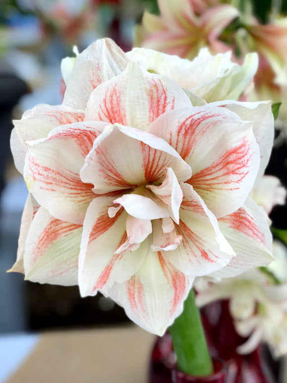 Jumbo Double Amaryllis Nymph