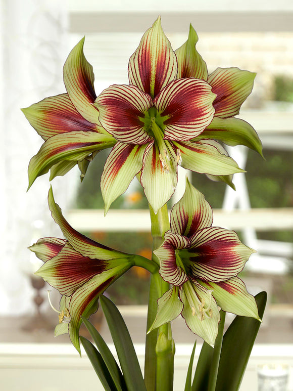 Multiple blooms of Amaryllis Papilio on tall sturdy stems