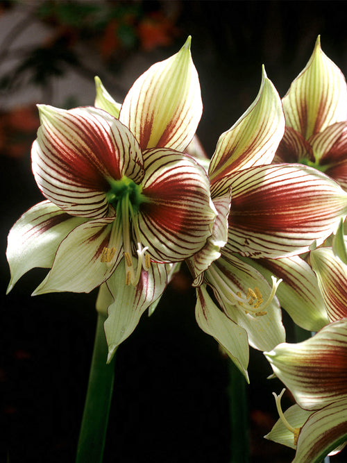 Exotic Amaryllis Papilio showing dramatic striped petals in bloom