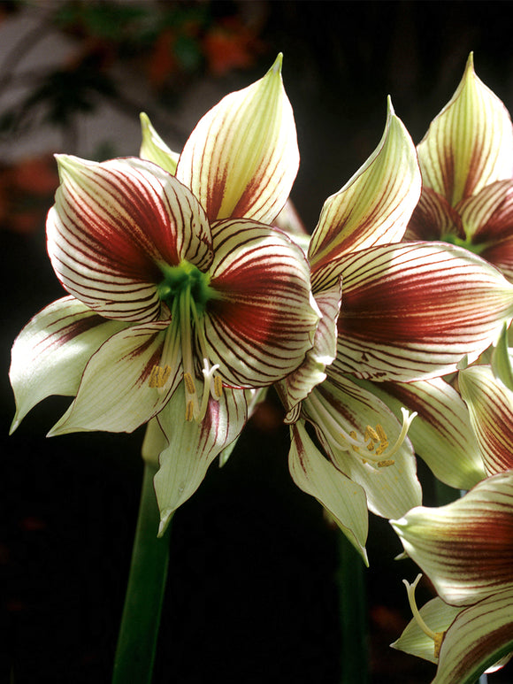 Exotic Amaryllis Papilio showing dramatic striped petals in bloom