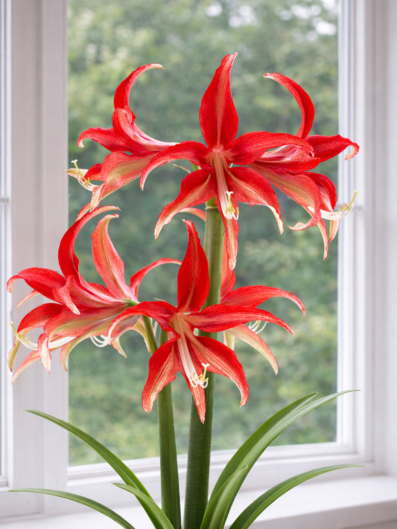 Star-shaped Amaryllis Quito flowering indoors